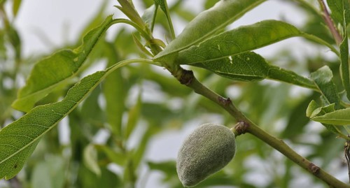 Almond tree in a garden