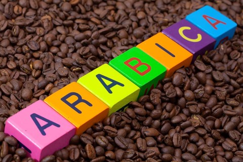 Colored children's cubes and coffee beans - Arabica is the most valuable species of coffee plant,