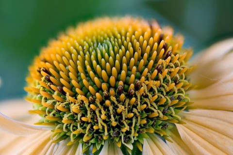 Echinacea purpurea, sunflower family, yellow strain, centre of the flowerhead