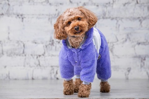 Small funny dog of brown colour with curly hair of toy poodle breed posing in clothes for dogs.