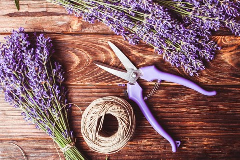 Lavender cutting - cutters and fresh flowers on wooden table