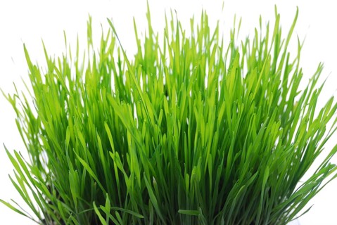 Green young sprouts of wheat with tears of dew