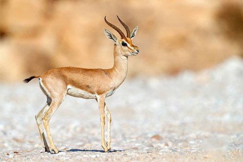 Arabian gazelle, (Gazella arabica), Mudday, Salalah, Dhofar, Oman, Asia