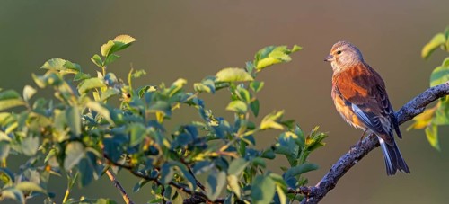Linnet, Common Linnet, Eurasian Linnet, (Carduelis cannabin), (Acanthis cannabina), Linotte