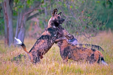 African wild dog playing (Lyacon pictus) Botswana, Botswana, Africa