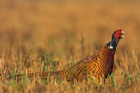 Pheasant (Phasianus colchicus), Faisan de Colchide, Faisan de chasse, Faisán Vulgar, Bad Dürkheim