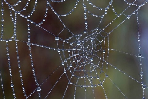 Spider web in the morning dew, water drop, dewdrop Lahn-Dill-Kreis, Hesse, Federal Republic of