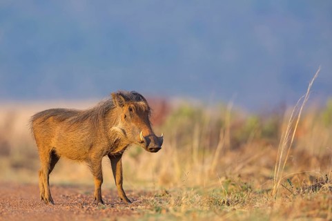 Warthog, (Phacochoerus africanus), animals, mammals, biotope, habitat, Africa, Addo Elephant