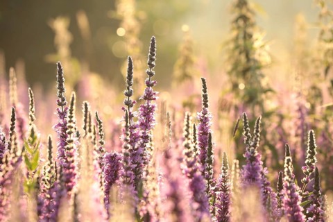 Loosestrife, Lythrum salicaria on a meadow at dawn