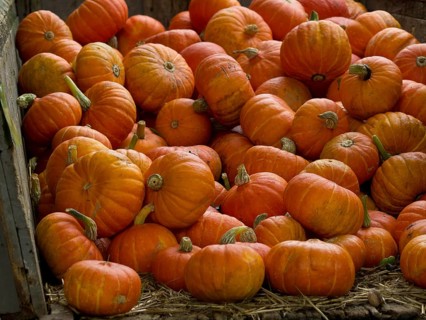 A large pile of small orange pumpkins in a wooden container, borken, münsterland, germany