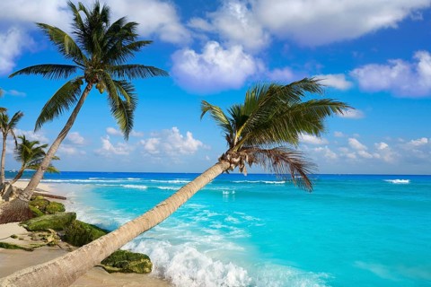 Playa del Carmen beach palm trees in Riviera Maya Caribbean of Mexico