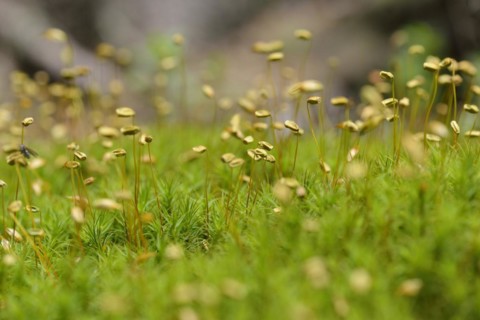 Blueten des Widertonmoos/Frauenhaarmoos. Flowers of Common haircap moss, Common hair moss, great
