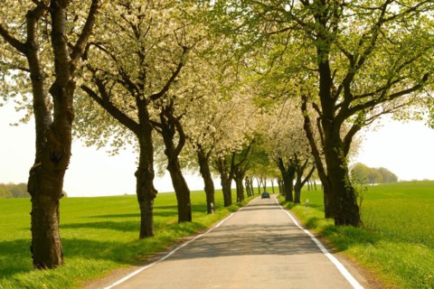 Avenue of cherry trees in spring Avenue of cherry trees in spring