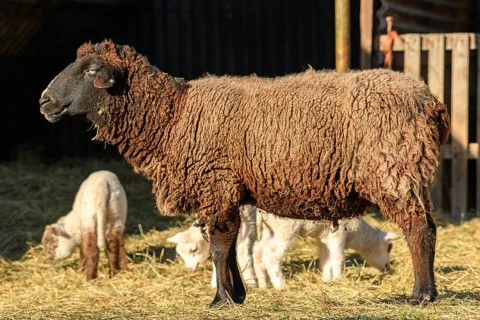 Lamb and sheep in a sheepfold and a pasture in a village in winter