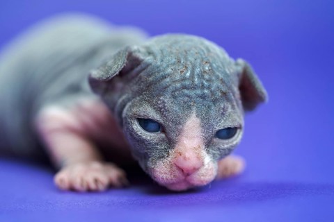 Portrait of Sphynx Hairless Cat of blue and white two weeks old lying on blue background. Cute male