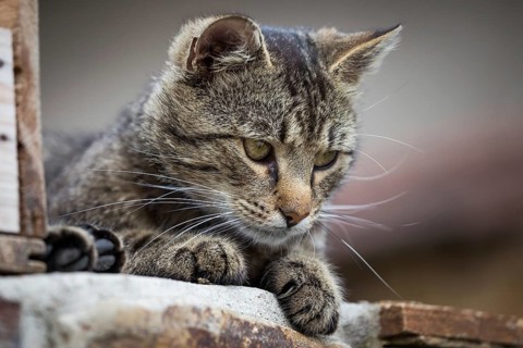 Tabby cat close up, selective focus