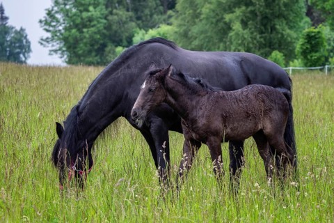 Friesian mare horse and foal on the meadow. Warlander, a cross between a Friesian and a Lusatian