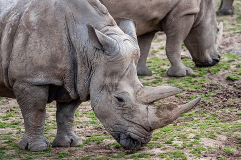 Southern white rhinoceros (Ceratotherium simum simum) . Critically endangered animal species