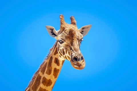 An image of a beautiful Giraffe portrait isolated in front of a blue sky