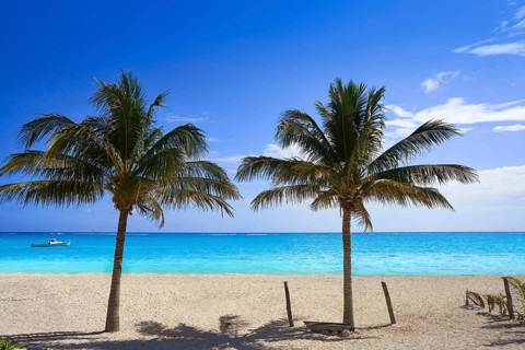 Caribbean beach coconut palm trees in Riviera Maya of Mexico