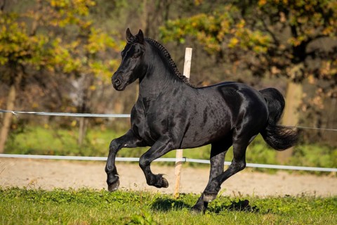 Friesian stallion in the pasture in autumn