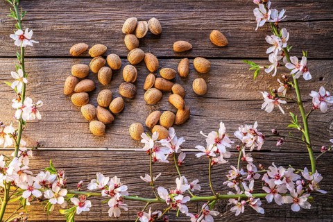 Almond spring blossom harvest on wooden board