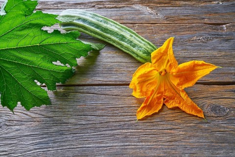 Zucchini vegetable and flower on wooden board
