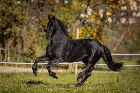 Friesian stallion in the pasture in autumn