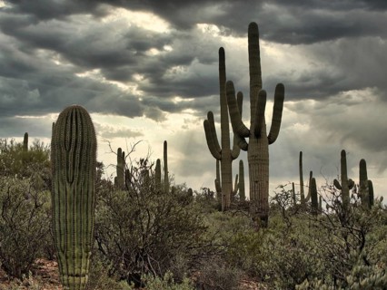 Prickly cactuses and leafless shrubs growing against gray overcast sky in Saguaro National Park in