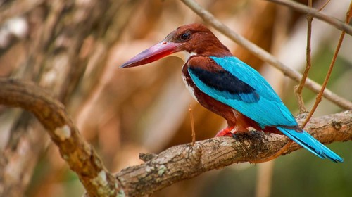 White-Throated Kingfisher, Halcyon smyrnenis, Wilpattu National Park, Sri Lanka, Asia
