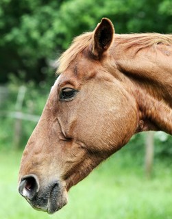 Portrait of a brown horse, 2014