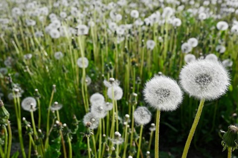 Dandelion blowballs or seed heads on a meadow in summer