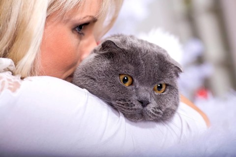 Portrait of a Scottish shorthair cat and a woman at the Christmas tree