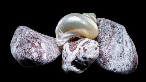 A pearly turban snail shell rests atop textured volcanic rocks against a black background. The