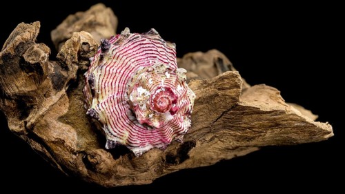 A beautiful sea shell Strawberry Conch resting on a piece of weathered driftwood, isolated against