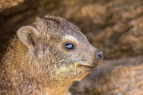 Rock hyrax (Procavia capensis)