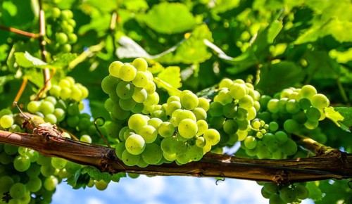 Grapes