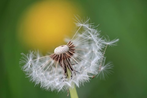 Withered (Taraxacum officinale)