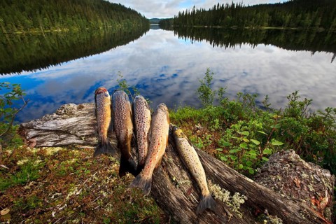 A catch of trout fish, Northern Europe, Scandinavia, Norway, Europe