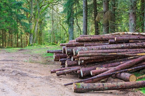Timber stack by the forest road