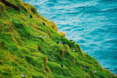 Several puffins dotting a grassy cliff side with the ocean in the background, bird, puffins,