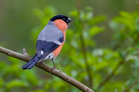 Bullfinch, Bullfinch, Pyrrhula pyrrhula