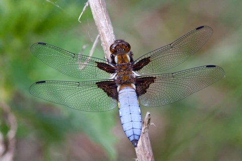 Libellula depressa, flat-bellied, male