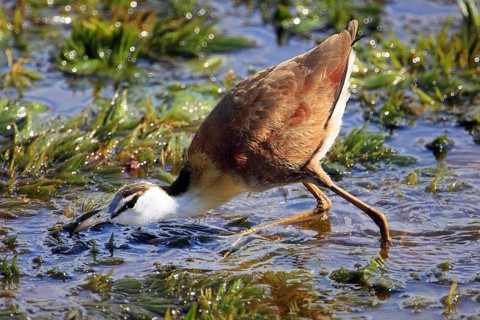 Blue-fronted Jacana, African Jacana