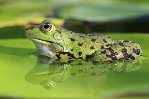 Edible Frog, Pelophylax esculentus