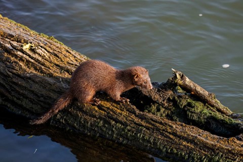American mink (Neovison vison) on the hunt on the lake Michigan