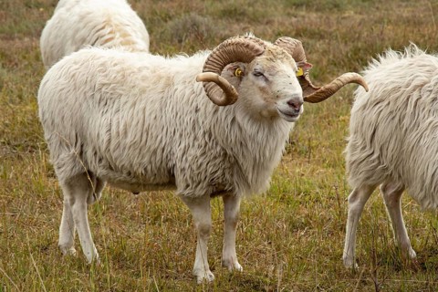White-horned Heidschnuckenbock in the moor