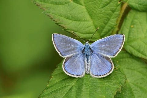 Blue-winged Blue (Polyommatus icarus)