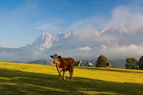 On a farm in the high mountains in Austria