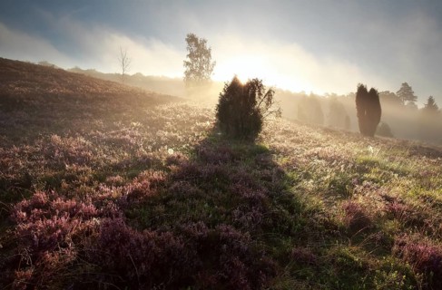 Juniper tree shadow on heathland at sunrise, Totengrund, Germany, Europe